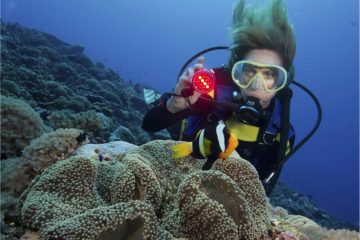 diver-shines-underwater-light-on-a-clark-s-anemone-2021-08-28-07-55-34-utc.jpg